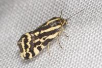 Emmelia trabealis