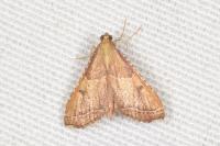 Endotricha flammealis