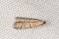 Ephestia