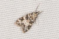 Eudonia delunella