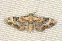 Eupithecia linariata/pulchellata/pyreneata