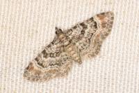Gymnoscelis rufifasciata