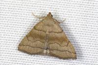 Herminia tarsicrinalis