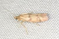 Homoeosoma sinuella