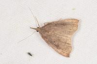 Hypena rostralis