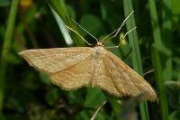 Idaea ochrata