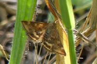 Pyrausta despicata
