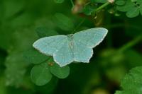Hemithea aestivaria