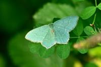 Hemithea aestivaria