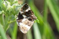 Tyta luctuosa