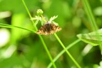 Euclidia glyphica
