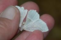 Campaea margaritaria