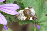 Acontia lucida