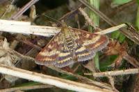 Pyrausta despicata