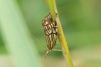 Chrysocramboides craterellus