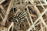 Emmelia trabealis