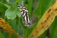 Emmelia trabealis