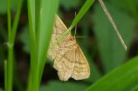 Idaea ochrata