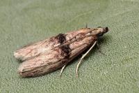 Nephopterix angustella