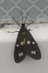 Dysauxes punctata