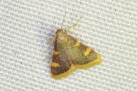 Hypsopygia costalis