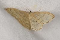 Idaea aversata