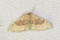 Idaea degeneraria
