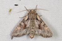 Lacanobia w-latinum