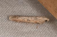 Lamoria zelleri