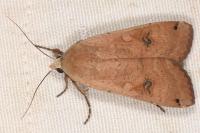 Noctua pronuba