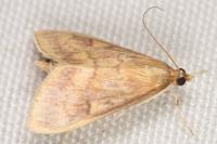 Ostrinia nubilalis