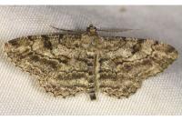 Peribatodes rhomboidaria rhomboidaria