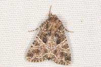 Hadena bicruris