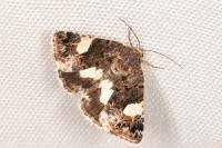 Tyta luctuosa