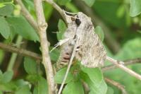 Agrius convolvuli