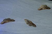 Idaea degeneraria