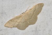 Idaea straminata