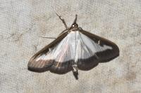 Cydalima perspectalis