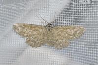 Scopula immorata