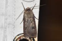 Agrotis exclamationis exclamationis