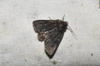 Oligia