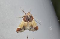 Pyralis farinalis