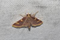 Hypsopygia costalis