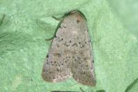 Hoplodrina respersa