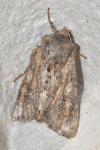 Apamea anceps
