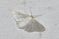 Idaea subsericeata