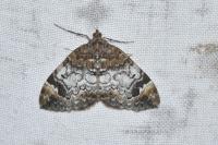 Dysstroma truncata