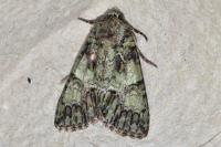 Polyphaenis sericata