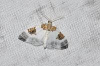 Plemyria rubiginata