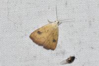 Rivula sericealis
